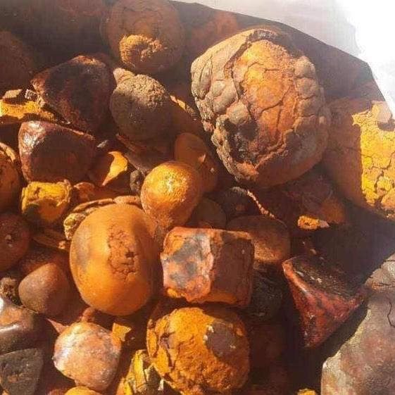 Cow Gallstones for sale